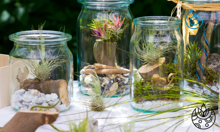 Tillandsia plants in jars on Plant Delivery Shop.