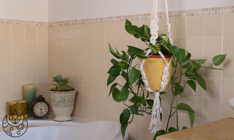 A pothos plant hanging in a bathroom on Plant Delivery Shop.