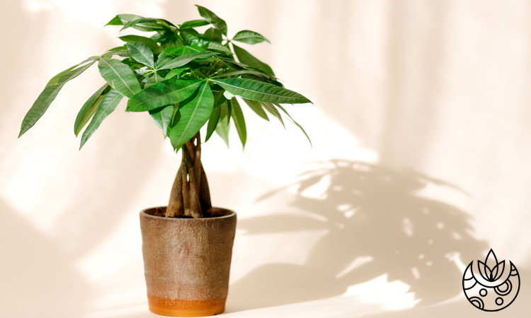 A money tree in a brown pot on Plant Delivery Shop.