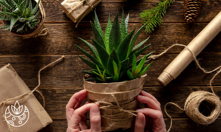 A pair of handing wrapping a twine bow around a snake plant gift on Plant Delivery Shop.