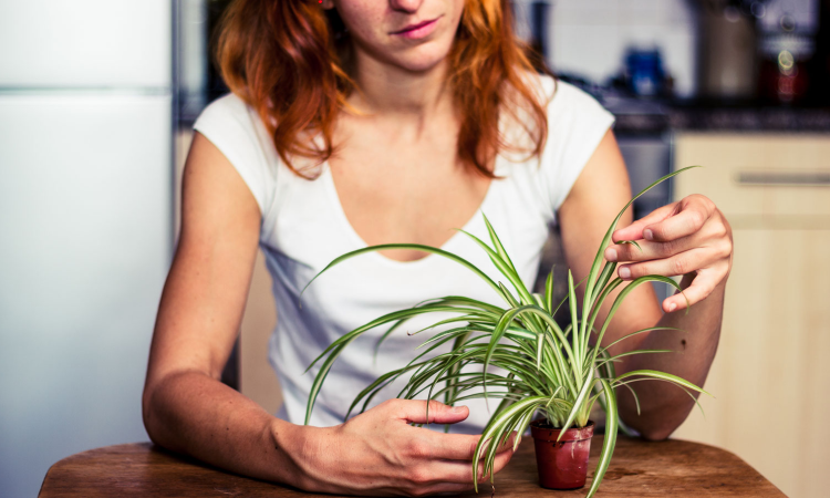 Image of a woman caring for a spider plant in a small pot