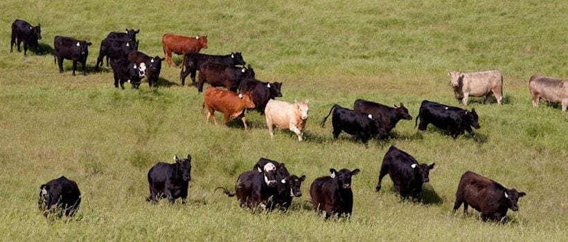 Cattle in a pasture