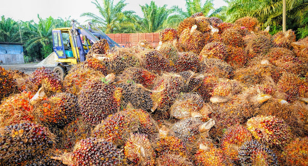 palm fruit