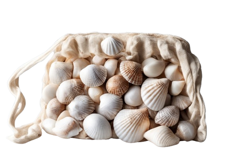 seashell bag