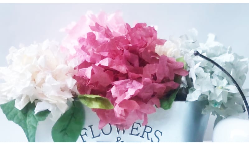 Hydrangeas make unusual Cinco de Mayo flowers