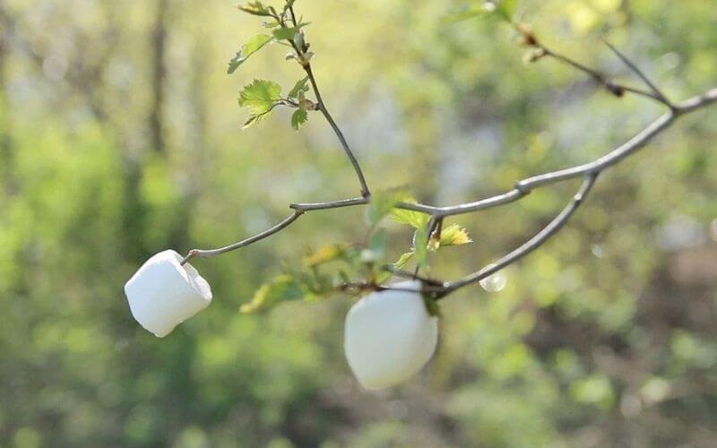 Marshmallows on trees