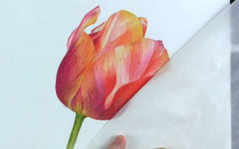 A colored pencil drawing of a tulip - Image by Ruth Ballard Art