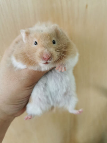 Syrian Short Coat Hamsters For Sale at Pet Lovers Centre Singapore