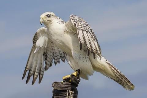 aurum - falconry in iceland