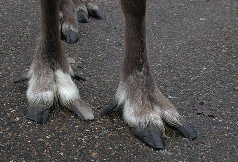 reindeer hooves greenland