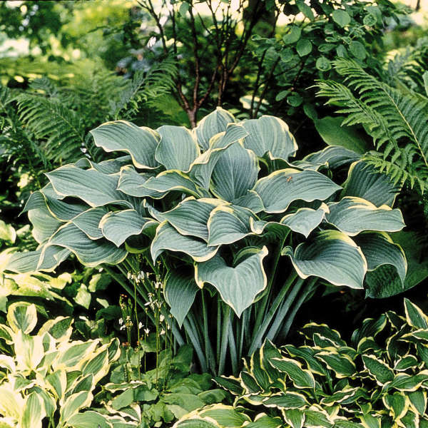 Hosta, 'Regal Splendor' | Hosta 'Regal Splendor'