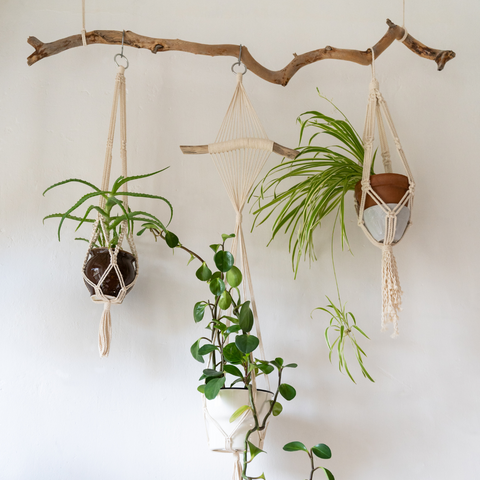Hanging Plants from Driftwood