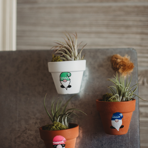 Air Plant Magnets with Gnomes