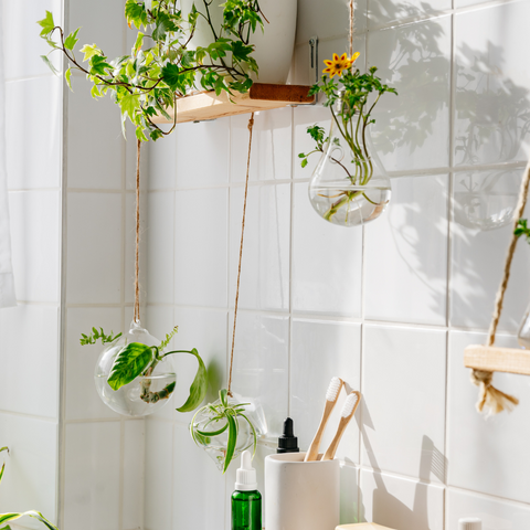 Hanging Plants and Terrariums in Bathroom
