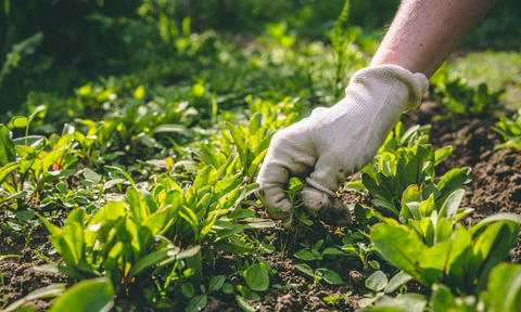 Responsible Weed Management