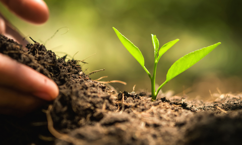 fertilizing seedlings