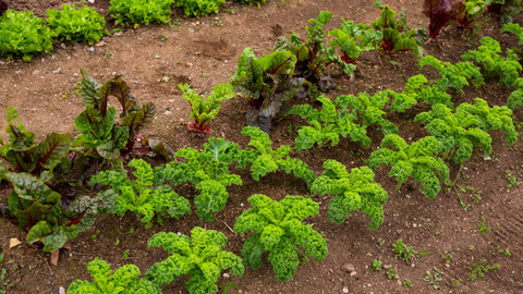 Vegetables for Spring Planting