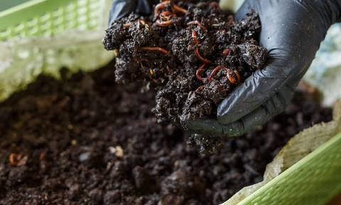 Vermicomposting