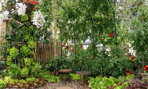 Chemical-Free and Sustainable Garden