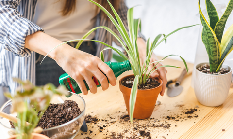 fertilize plants indoor