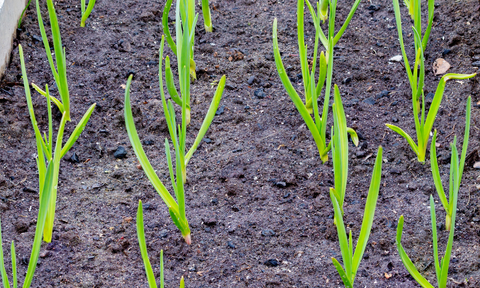 Frost Tolerant Plants