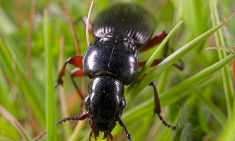 Ground beetles