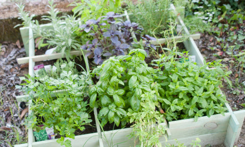 Herb Vertical Gardening
