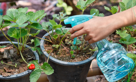 Homemade Bug Spray