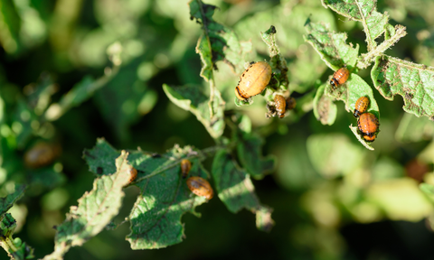 Japanese Beetles