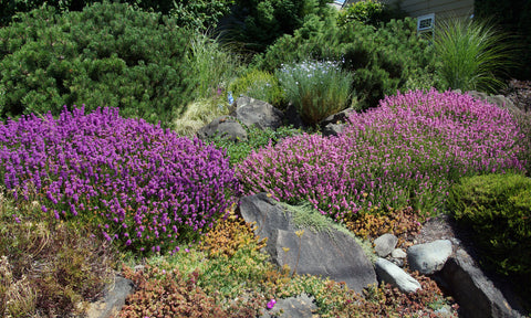 Native Plants