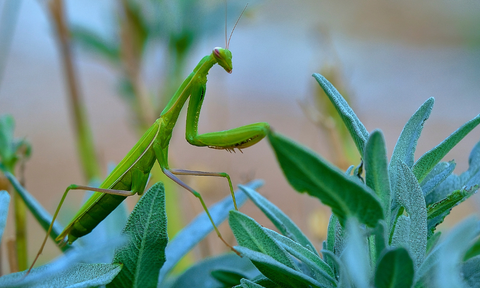 Praying Mantis