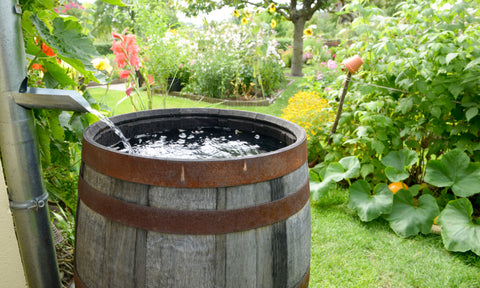 Rain Barrel