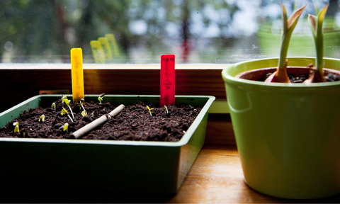 Seedling Trays