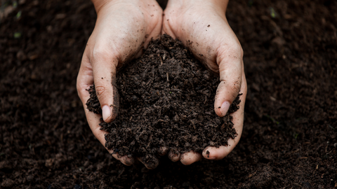 Soil Quality and Health