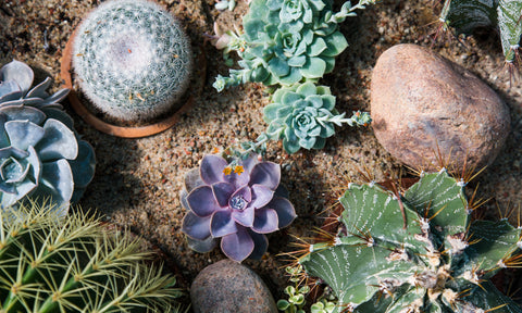 Succulents and cacti Plants