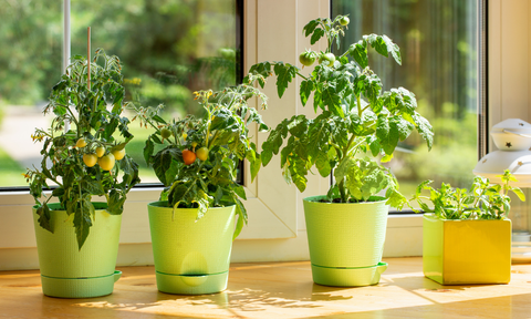 Indoor Vegetable Garden