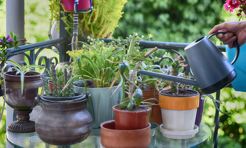 watering indoor plants