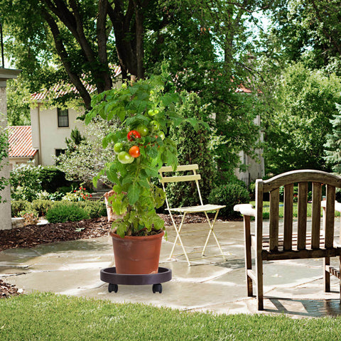 Rolling Plant Stand