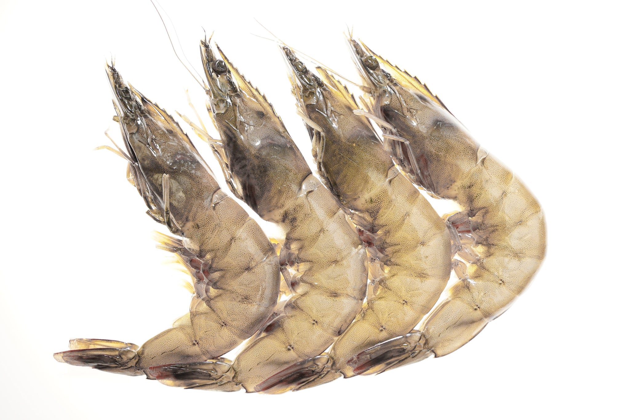 Kauai Sweet Prawns U8 U12 2 5 Lbs Honolulu Fish Delivered