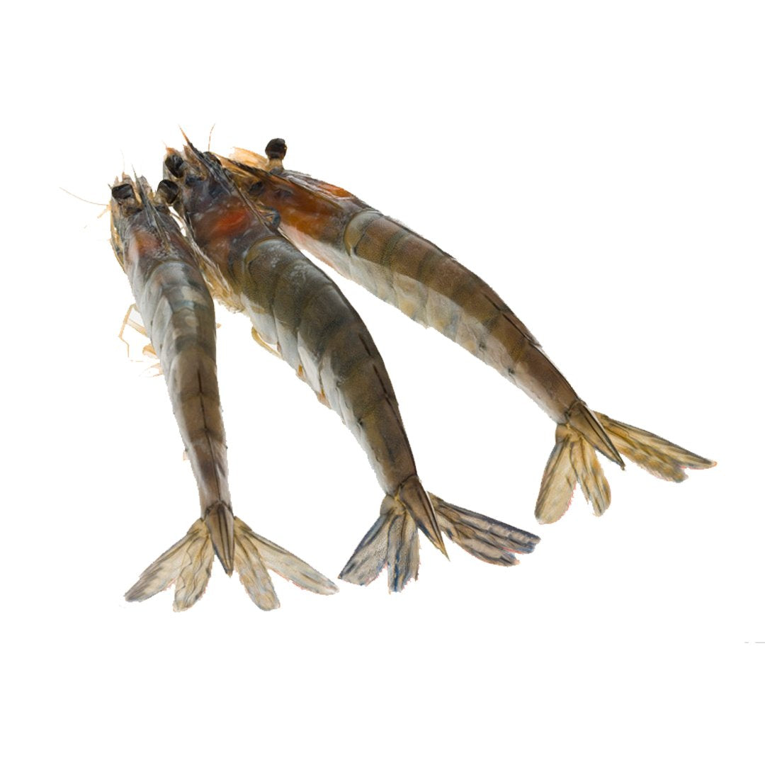 Kauai Sweet Prawns U8 U12 2 5 Lbs Honolulu Fish Delivered