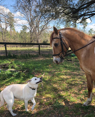 My dog's first horse encounter was a success!