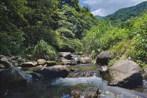 阿原農場の清流