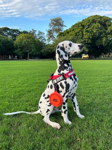 Jasper the Dalmatian