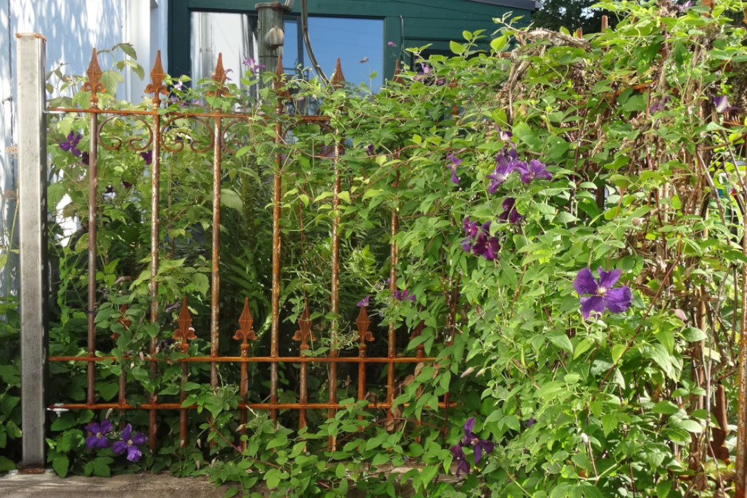 ELEO Zaun Lucca unbeschichtet bewachsen von lila Clematis