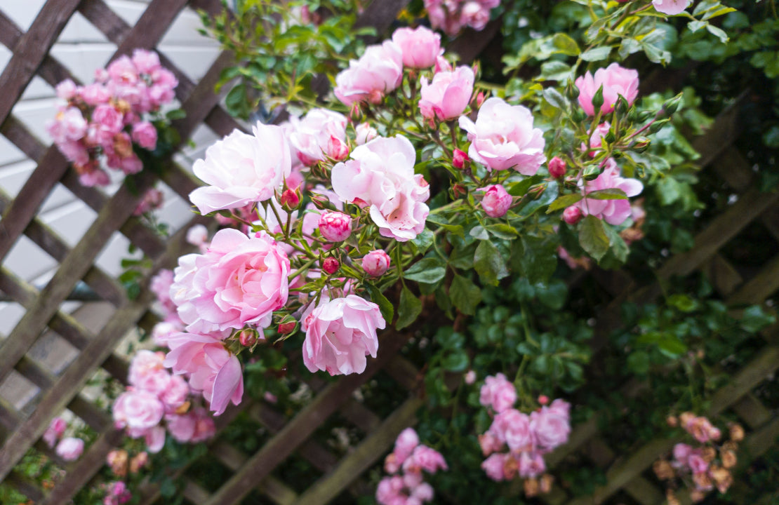 Gartenzaun mit Rosen bewachsen