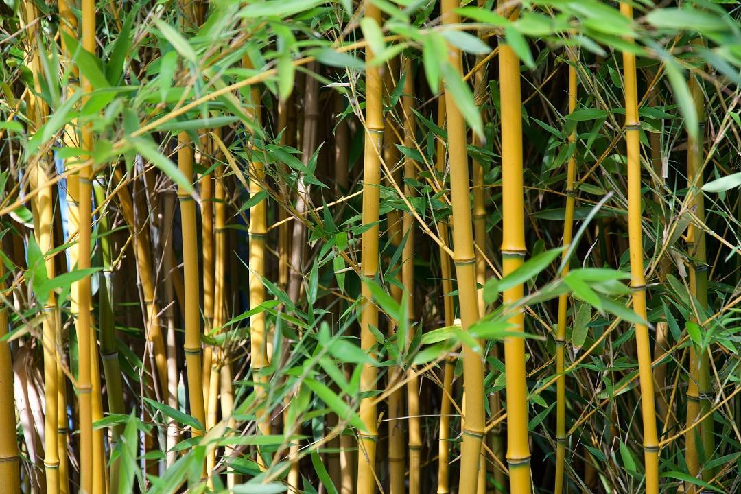 Haie de bambou dense, détail