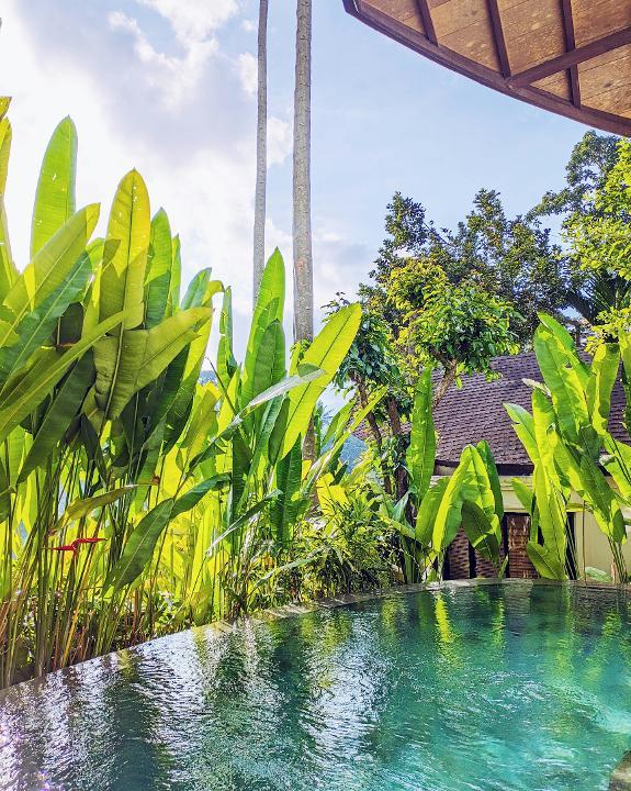 Une piscine avec de grandes plantes faisant office de brise-vue