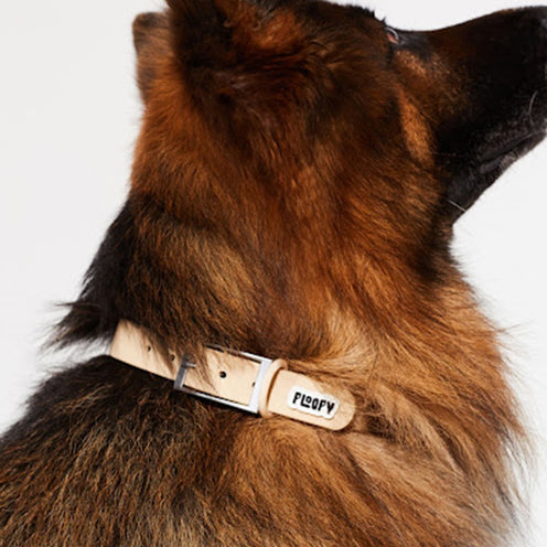 German Shepard dog wearing a beige Floofy dog collar
