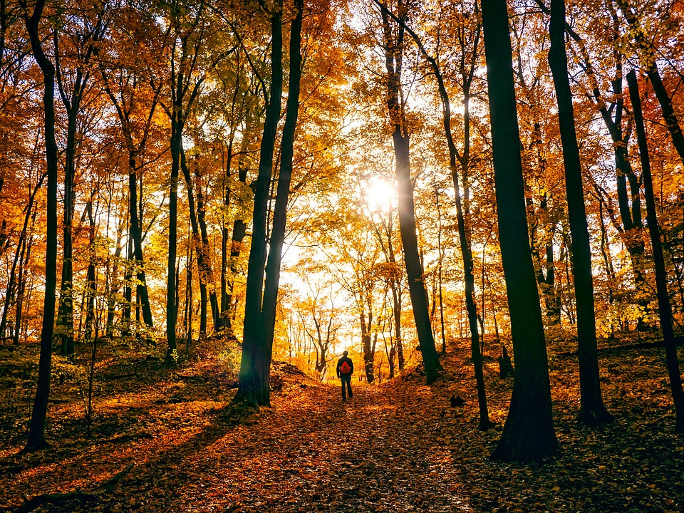 A person walking through a forest in autumn