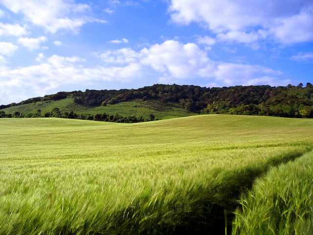 7 of the Best Walks in Kent 